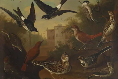 British Birds by Charles Collins