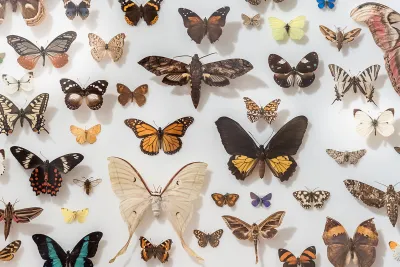 Museum display of pinned butterflies and moths of many colors on a white board