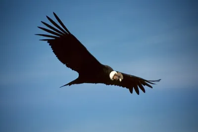 Colca Condor by Colegota