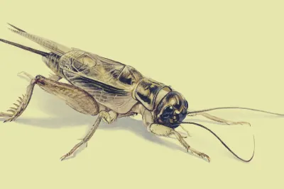 Cricket