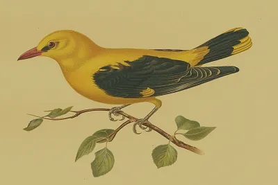 Golden oriole