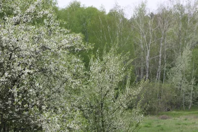 Spring at Spivaki Records