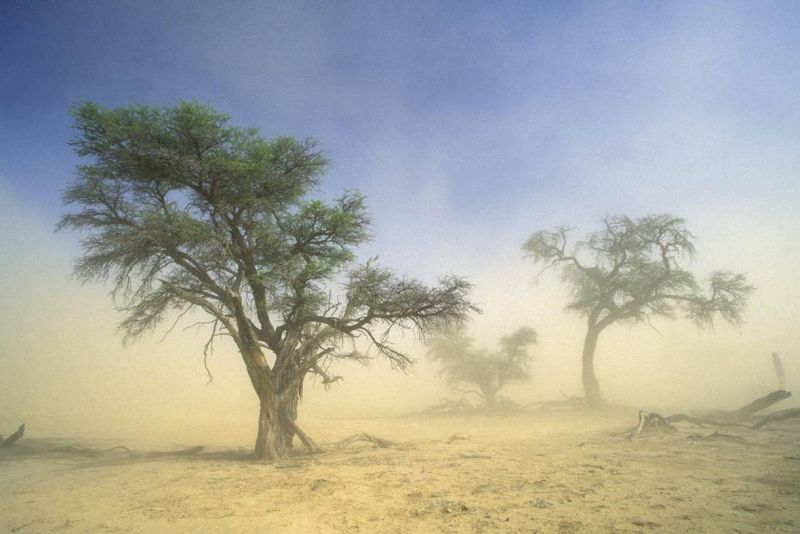 Kgalagadi Transfrontier Park by Nigel Dennis