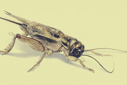 Crickets choir: musical examples imitating rhythmic patterns of chorusing insects